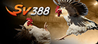 sv388 ufabet