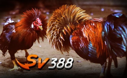 SV388 Online Cockfight Betting